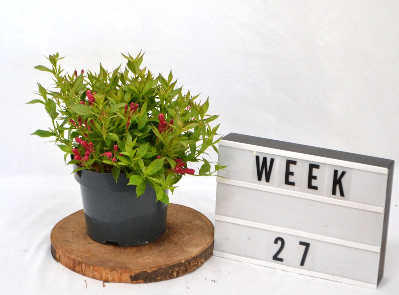 Weigela Picobella Rosso - C3 20-40 CM